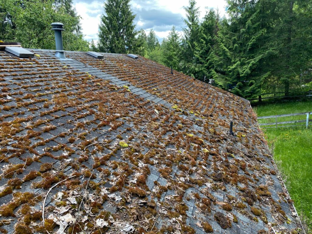 Roof Moss Cleaning Service Company Near Me in Surrey BC 100